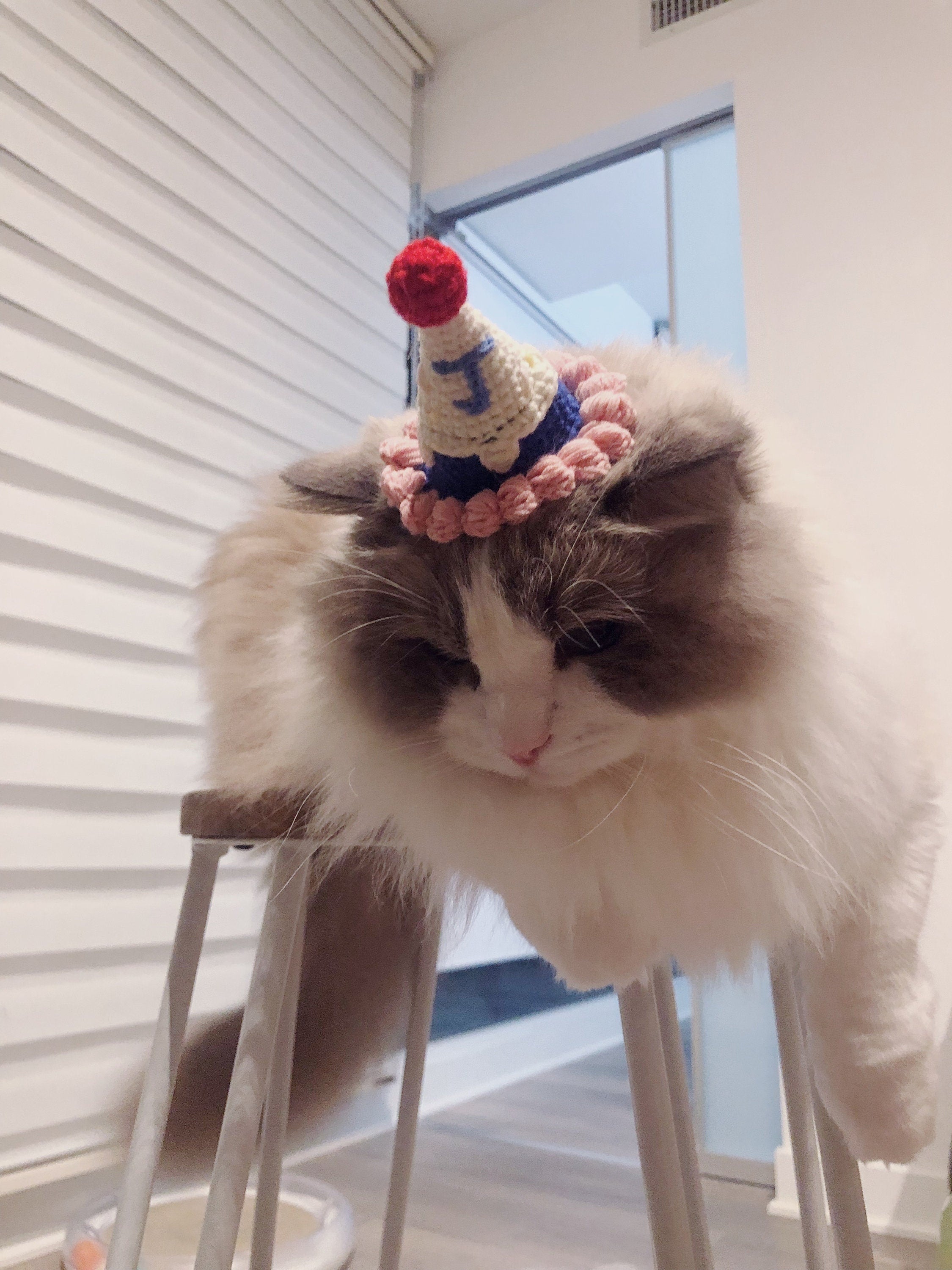 crochet Pet hat/pib - birthday cake - 100% handmade