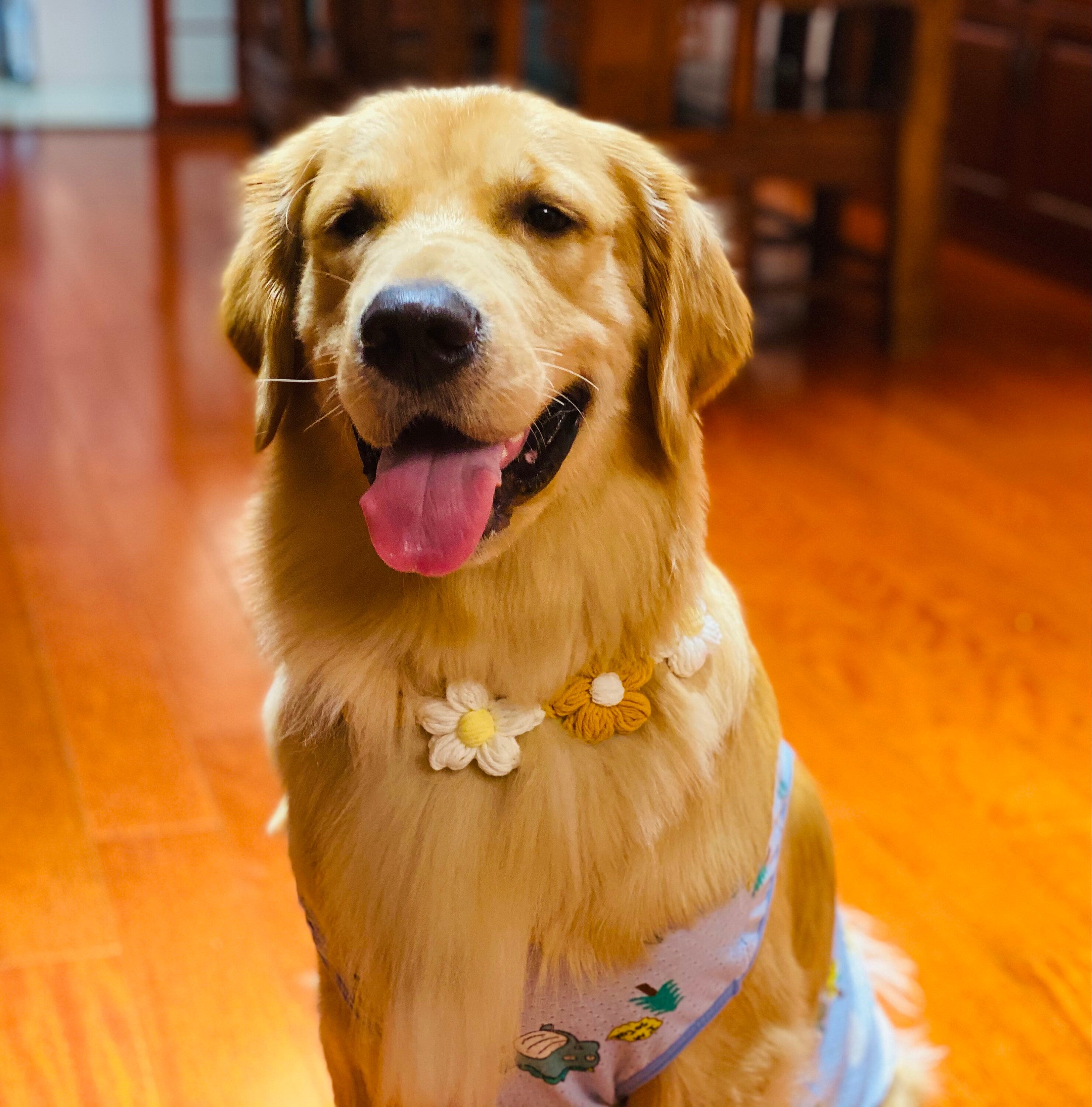 Crochet - Floral Pet Bib-100% handmade