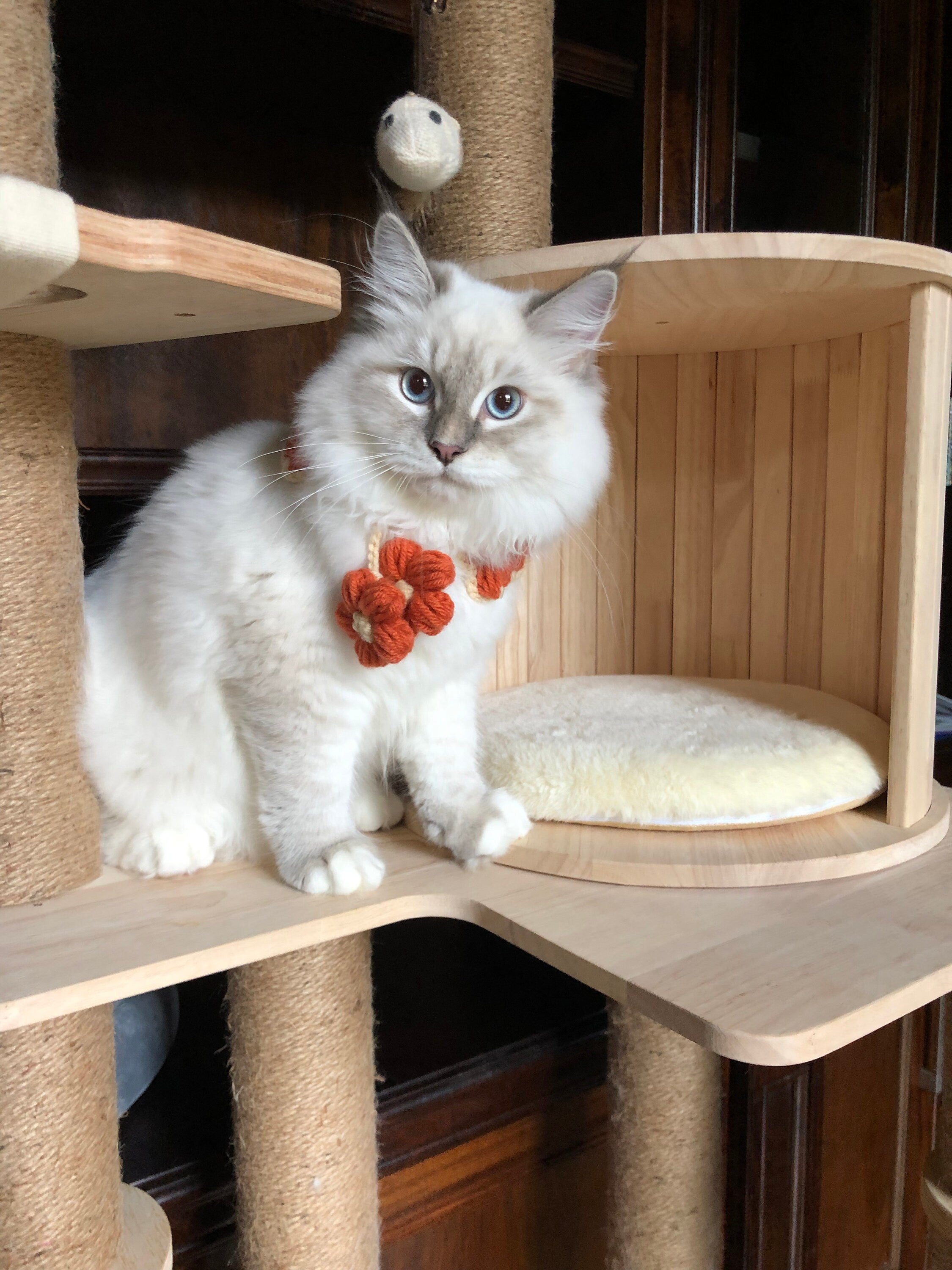 Crochet Pet Bib - Wheat in Autumn - 100% Handmade