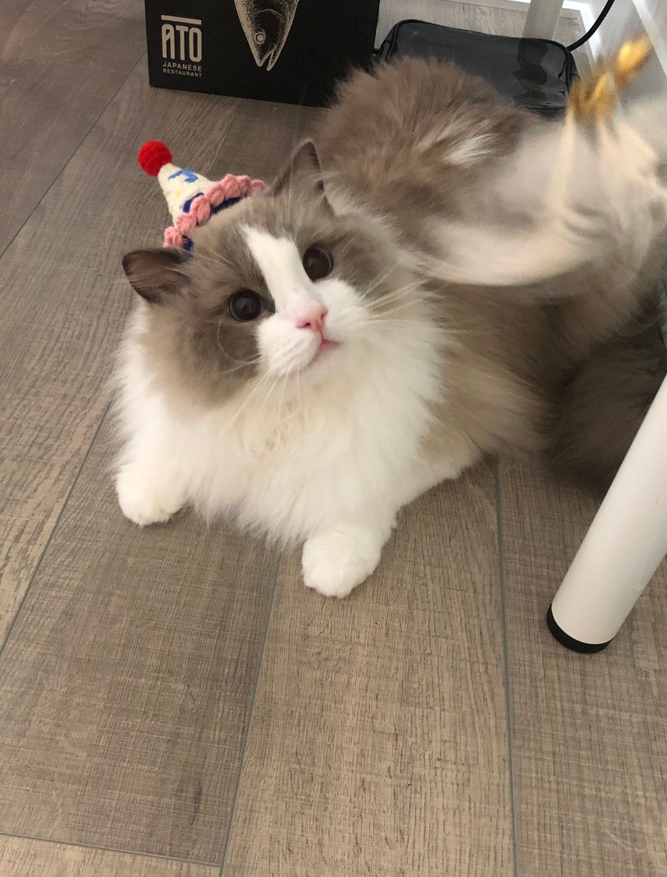 crochet Pet hat/pib - birthday cake - 100% handmade