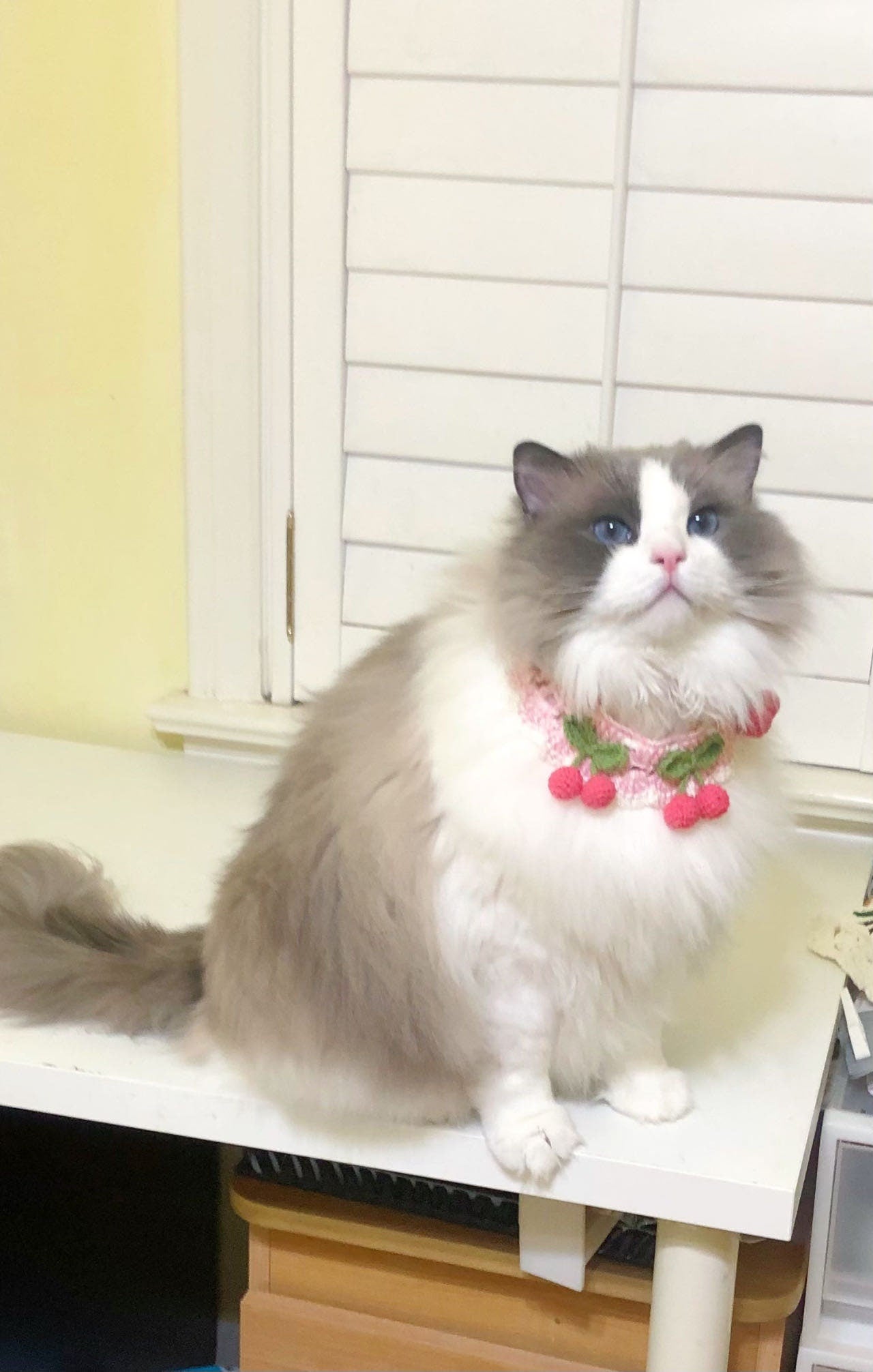 crochet pet collar - Pink Cherries - 100% handmade